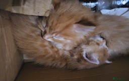 Mixed Breed cats for sale: 2 Beautiful Ginger Male Kittens.  - Image 13