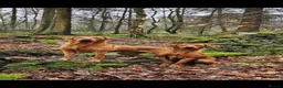 Labrador Retriever dogs for sale: Fox red Labrador puppies for sale(due date 5/11/26 - Advert 5