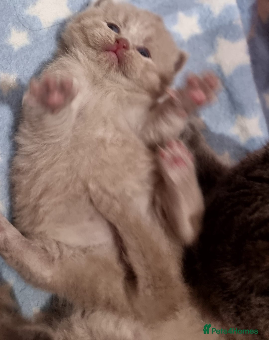 British Shorthair cats for sale: Stunning British Short Hair Kittens - Advert 5