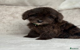 Cockapoo dogs for sale: 😍😍 F1 cockapoo puppies 😍😍 - Image 11