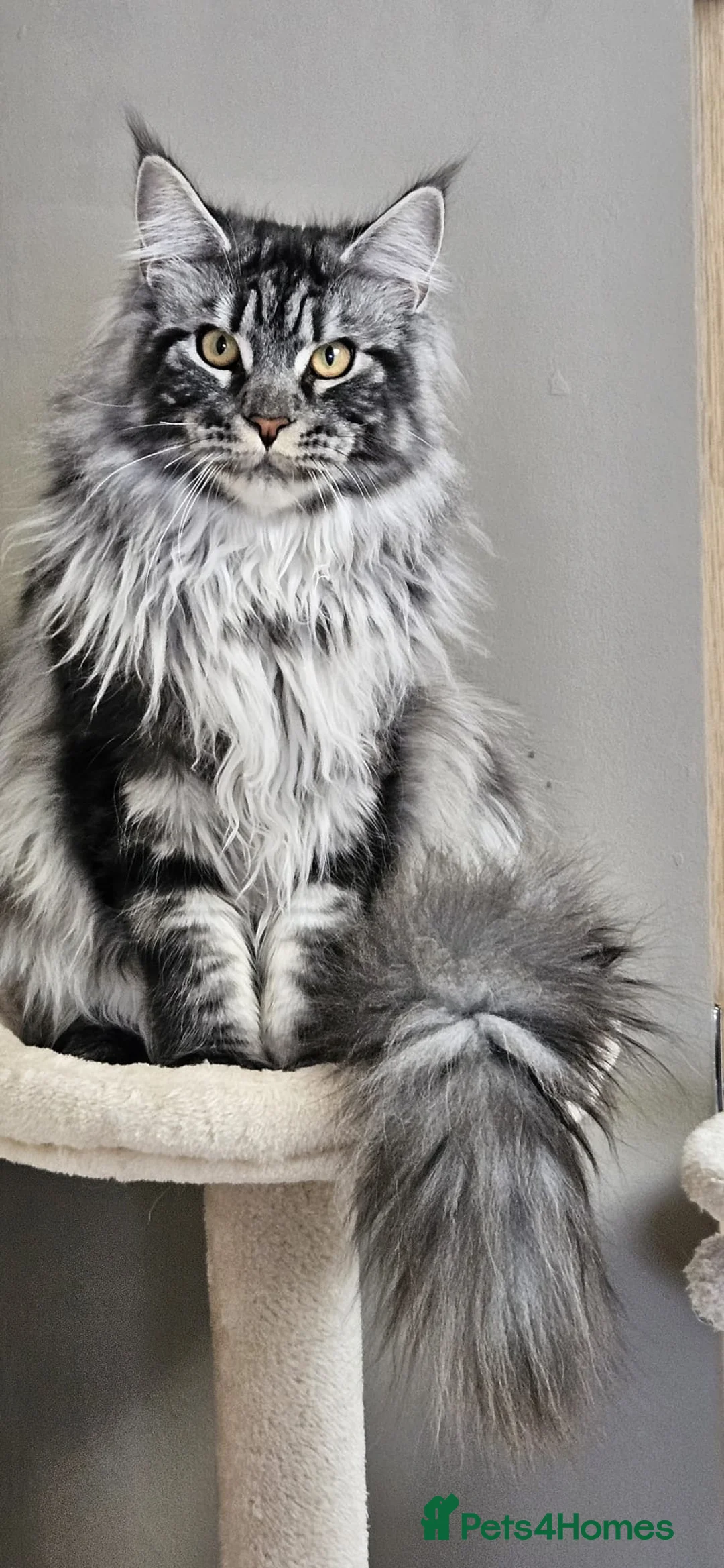 Maine Coon cats for stud: TICA/GCCF stud available + kittens available  in Brighouse - Advert 11