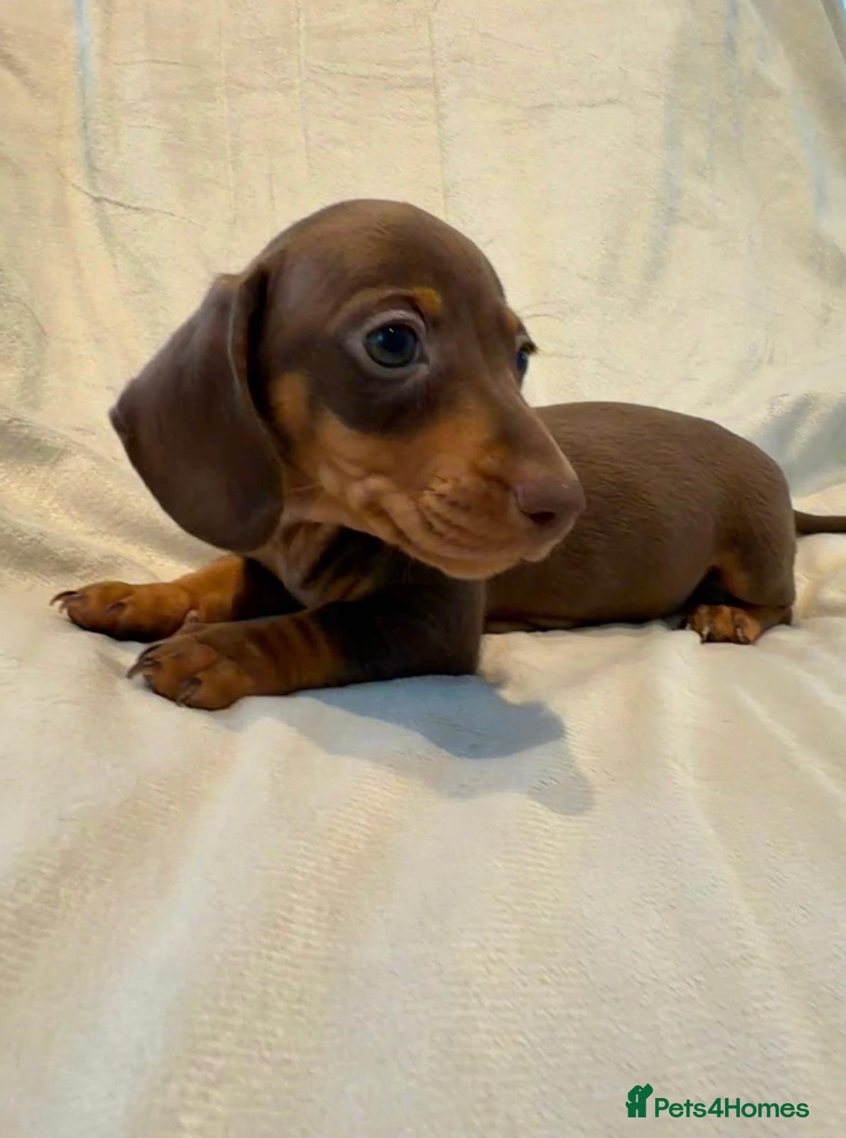 Miniature Dachshund dogs Kc miniature dachshund  - Advert 2