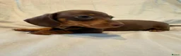 Miniature Dachshund dogs for sale: Kc miniature dachshund  - Advert 2