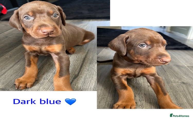 Dobermann dogs - Advert 2