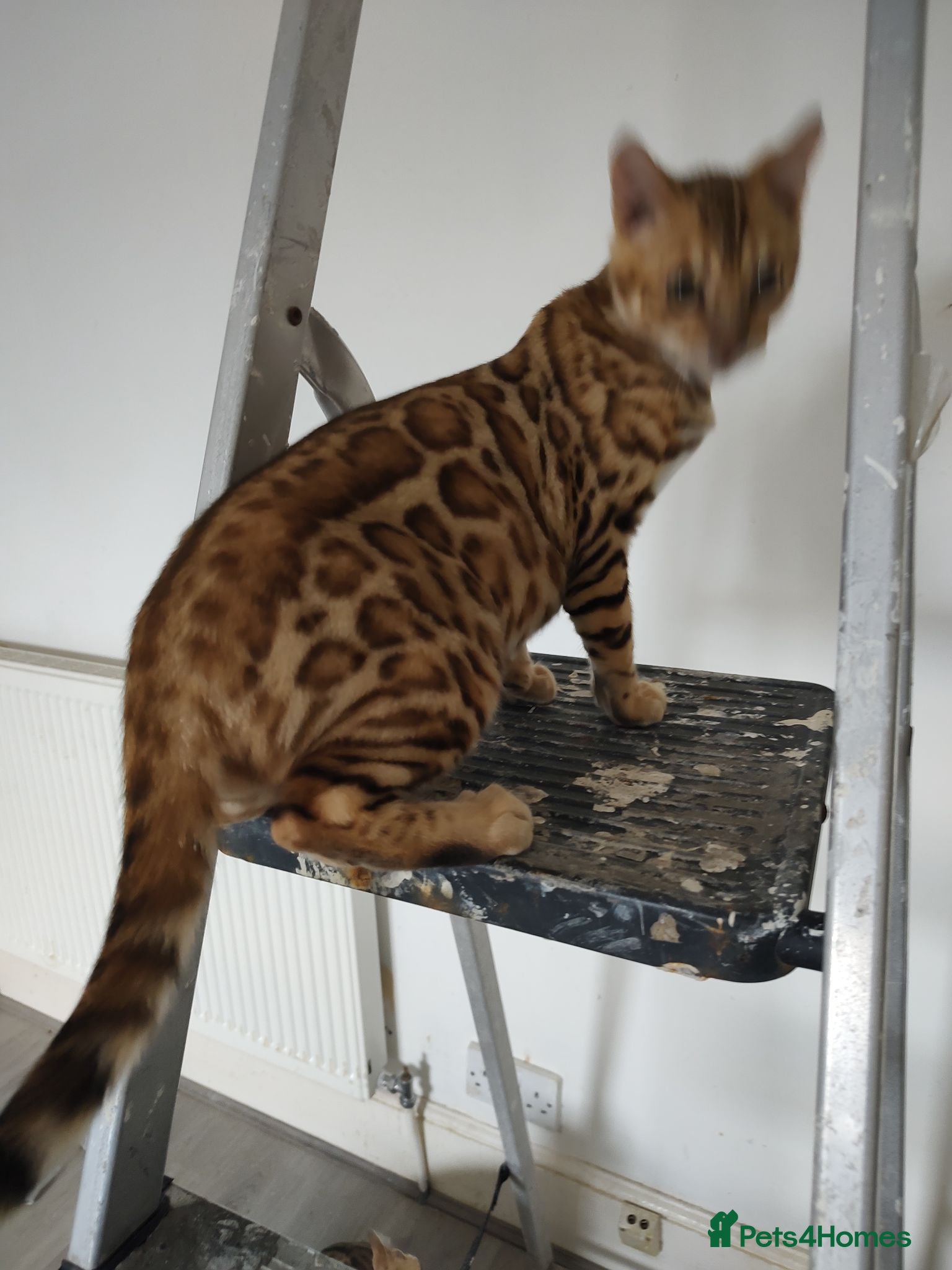 Bengal cats Bengal kitten boy - Advert 14