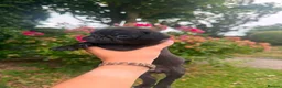 Pug dogs for sale: Pup Puppies - Advert 11