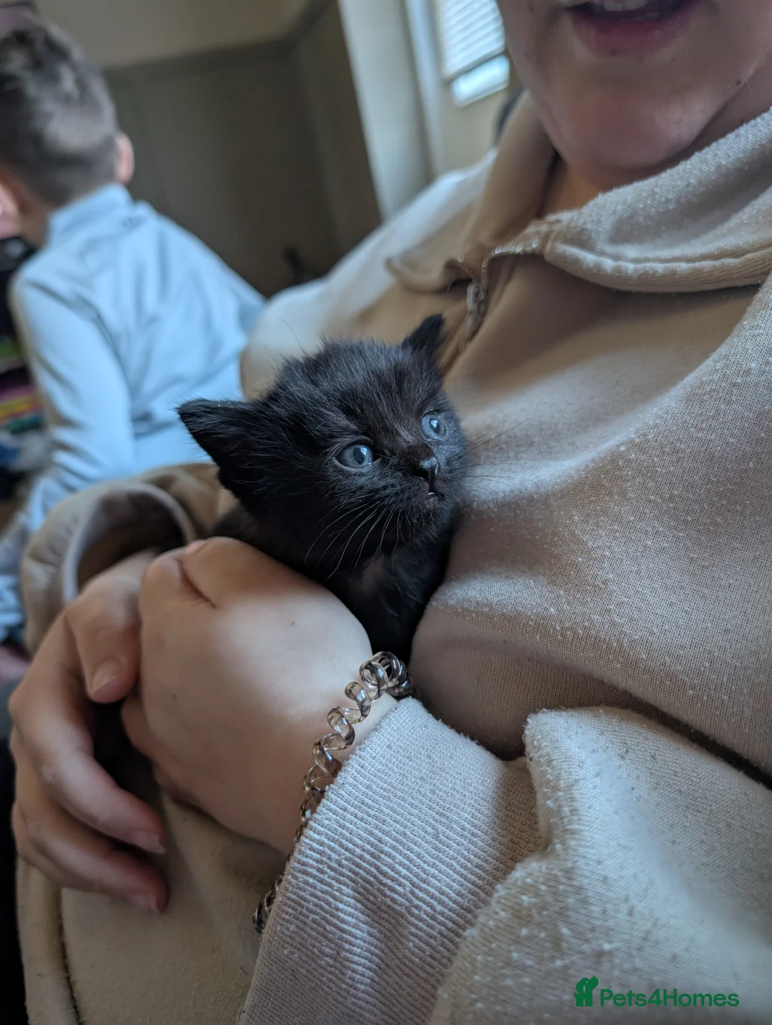 British Shorthair cats for sale: Half British shorthair kittens  - Advert 2