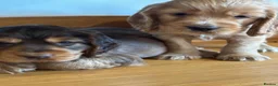 Cocker Spaniel dogs for sale: Beautiful KC show cocker spaniels  - Advert 7