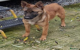 Belgian Shepherd Dog dogs for sale: 4 month old Belgium shepherd  - Advert 1