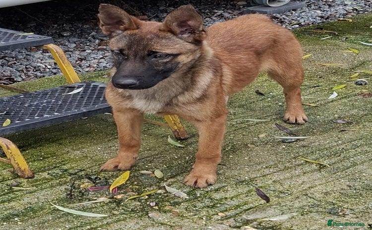 Belgian Shepherd Dog dogs 4 month old Belgium shepherd  - Advert 1
