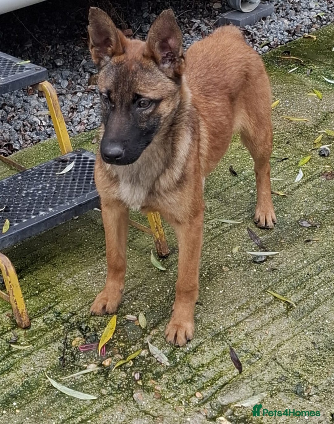 Belgian Shepherd Dog dogs for sale: 4 month old Belgium shepherd  - Advert 1