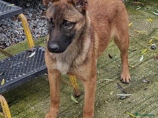 Belgian Shepherd Dog dogs 4 month old Belgium shepherd - Advert 1
