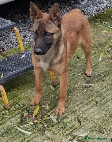 Belgian Shepherd Dog dogs 4 month old Belgium shepherd - Advert 1