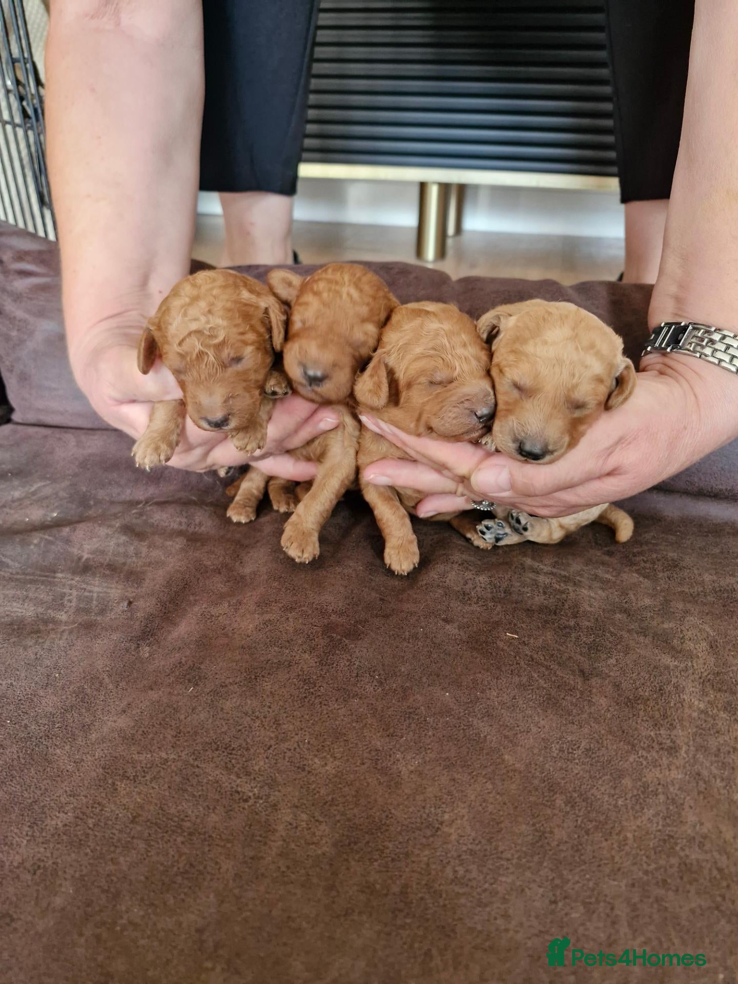 Mixed Breed dogs for sale: Beautiful poodle puppys forsale - Advert 2