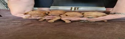 Mixed Breed dogs for sale: Beautiful Red Poodle Puppys for Sale - Advert 2