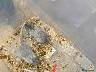 Gerbil rodents Gerbils - Advert 4