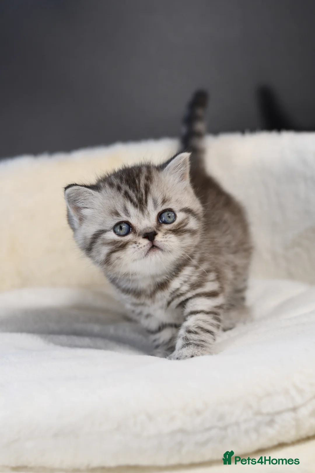 Scottish Fold cats for sale: NEW LITTER 3w old BOYS LICENSED CATTERY - Advert 2