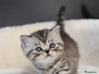 Scottish Fold cats NEW LITTER 3w old BOYS LICENSED CATTERY - Advert 5