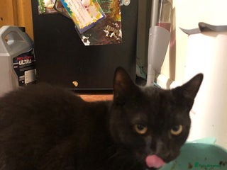 British Shorthair cats - Advert 9