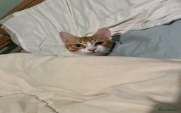 British Shorthair cats for sale: 1 year old ginger and white tortoiseshell cat - Image 6