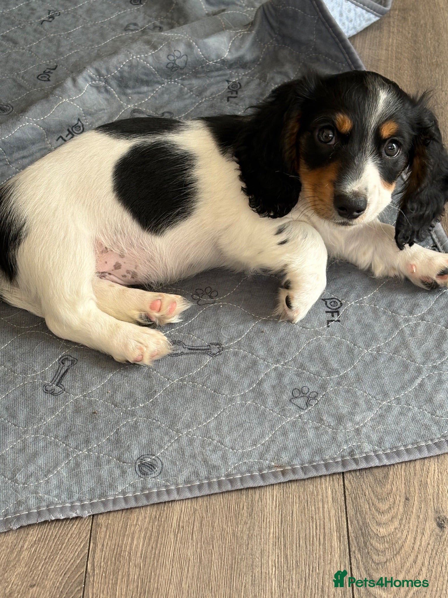 Dachshund dogs Miniature long haired dachshund puppies - Advert 1