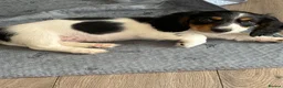 Dachshund dogs for sale: Miniature long haired dachshund puppies - Advert 1