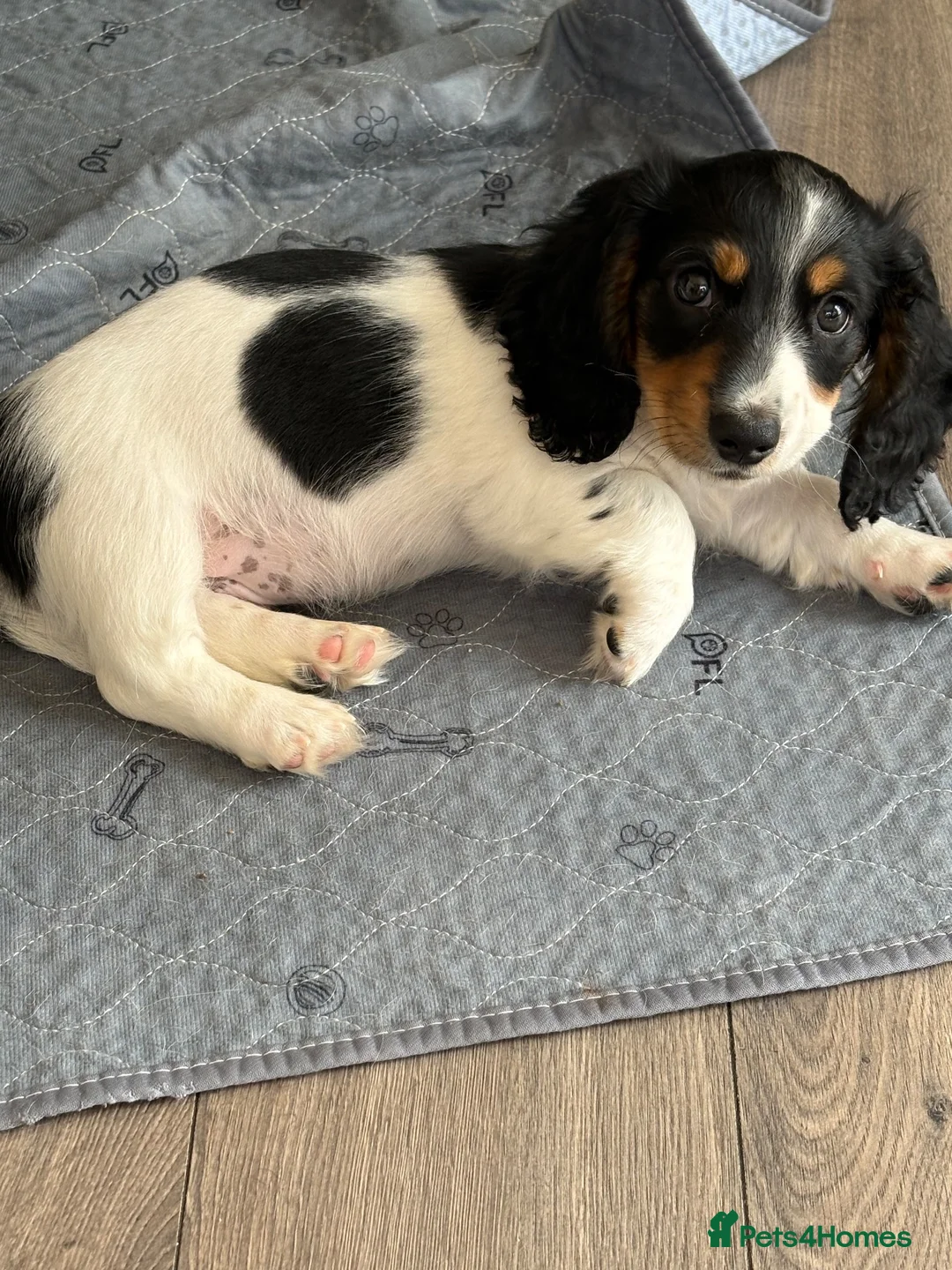 Dachshund dogs for sale: Miniature long haired dachshund puppies - Advert 1