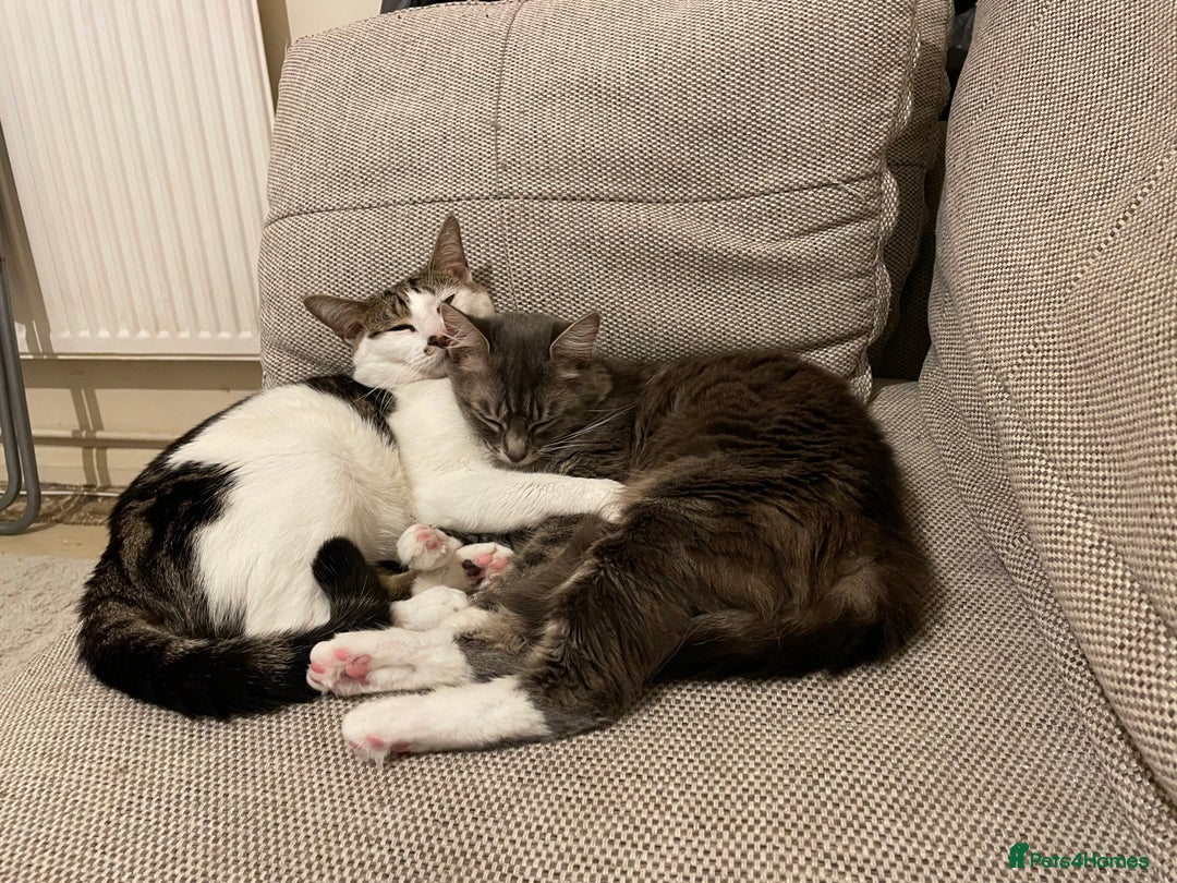 Mixed Breed cats for sale: 3 cats for sale  - Advert 10