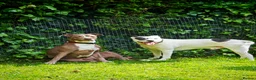 Mixed Breed dogs for sale: Staffordshire bull terrier cross - Advert 2
