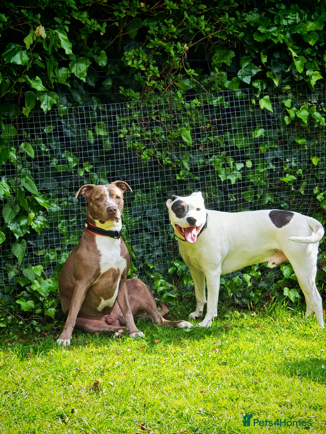 Mixed Breed dogs for sale: Staffordshire bull terrier cross - Advert 2