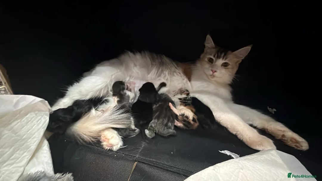 Maine Coon cats for sale: 🐾 **Beautiful Maine Coon Kittens for Sale** 🐾 in Thetford - Advert 18