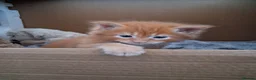 Maine Coon cats for sale: BEAUTIFUL LITTLE GINGER BOY in Thetford - Advert 5