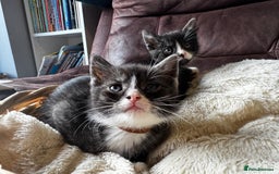 British Shorthair cats for sale: Gorgeous British Shorthair Kittens   - Image 32