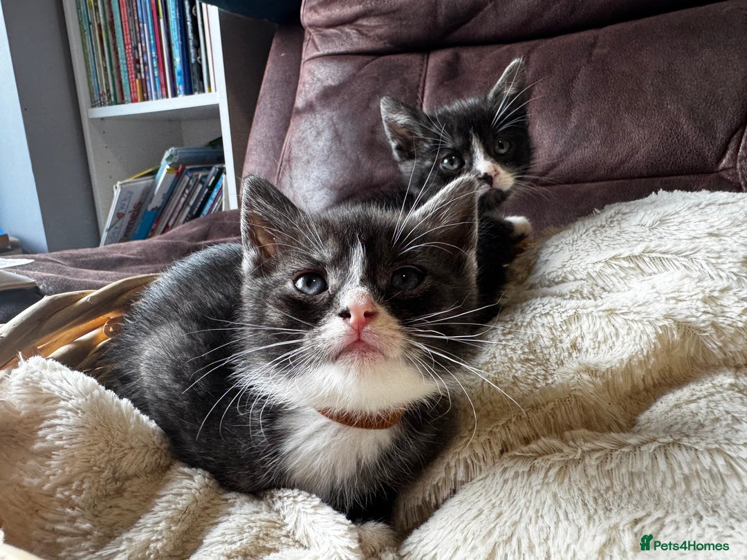 British Shorthair cats for sale: Gorgeous British Shorthair Kittens   - Image 32
