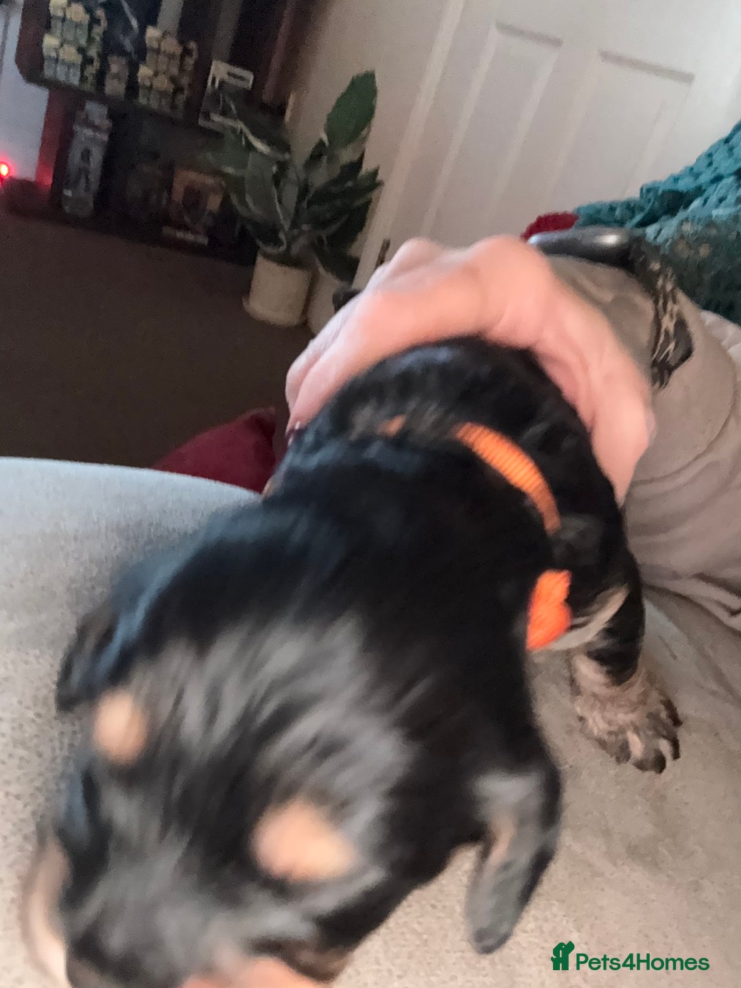 Mixed Breed dogs for sale: Beautiful Cavapoo puppies  - Advert 31