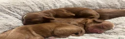 Cocker Spaniel dogs for sale: Beautiful Part Trained Red Cocker - Advert 9