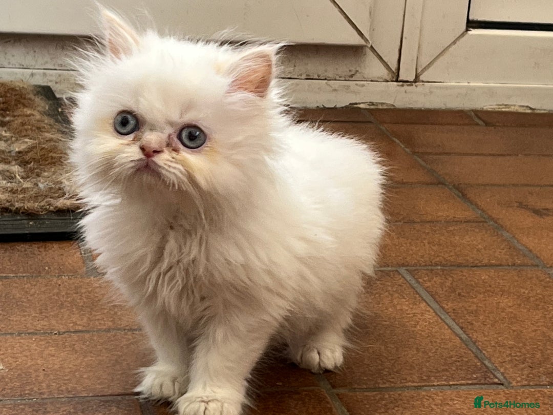Ragdoll cats for sale: Stunning Ragdoll x Persian kittens.  - Image 8