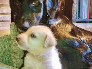 Mixed Breed dogs - Advert 5