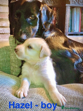 Mixed Breed dogs - Advert 7