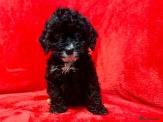 Cockapoo dogs 🐶 3 Cockerpoos– Ready to Leave Friday🐶 - Advert 6