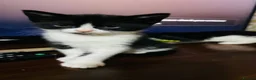 Domestic Shorthair cats for sale: Kitten for sale  - Advert 4