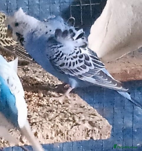 Budgerigars birds 3 adult boy budgies  - Advert 5