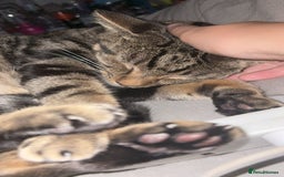 British Shorthair cats for sale: Both together  - Image 4