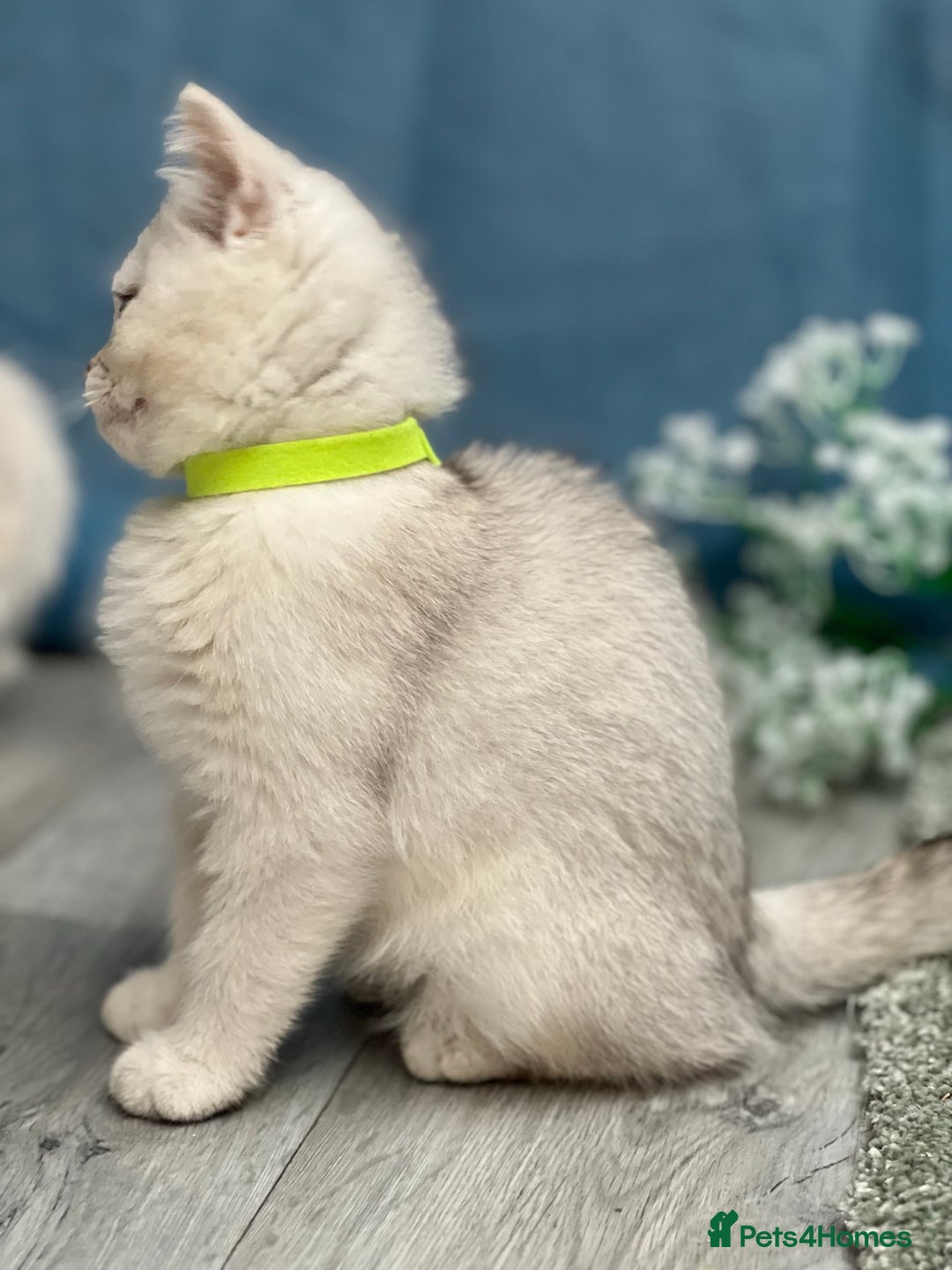 British Shorthair cats for sale: British shorthair golden, silver TICA - Image 15