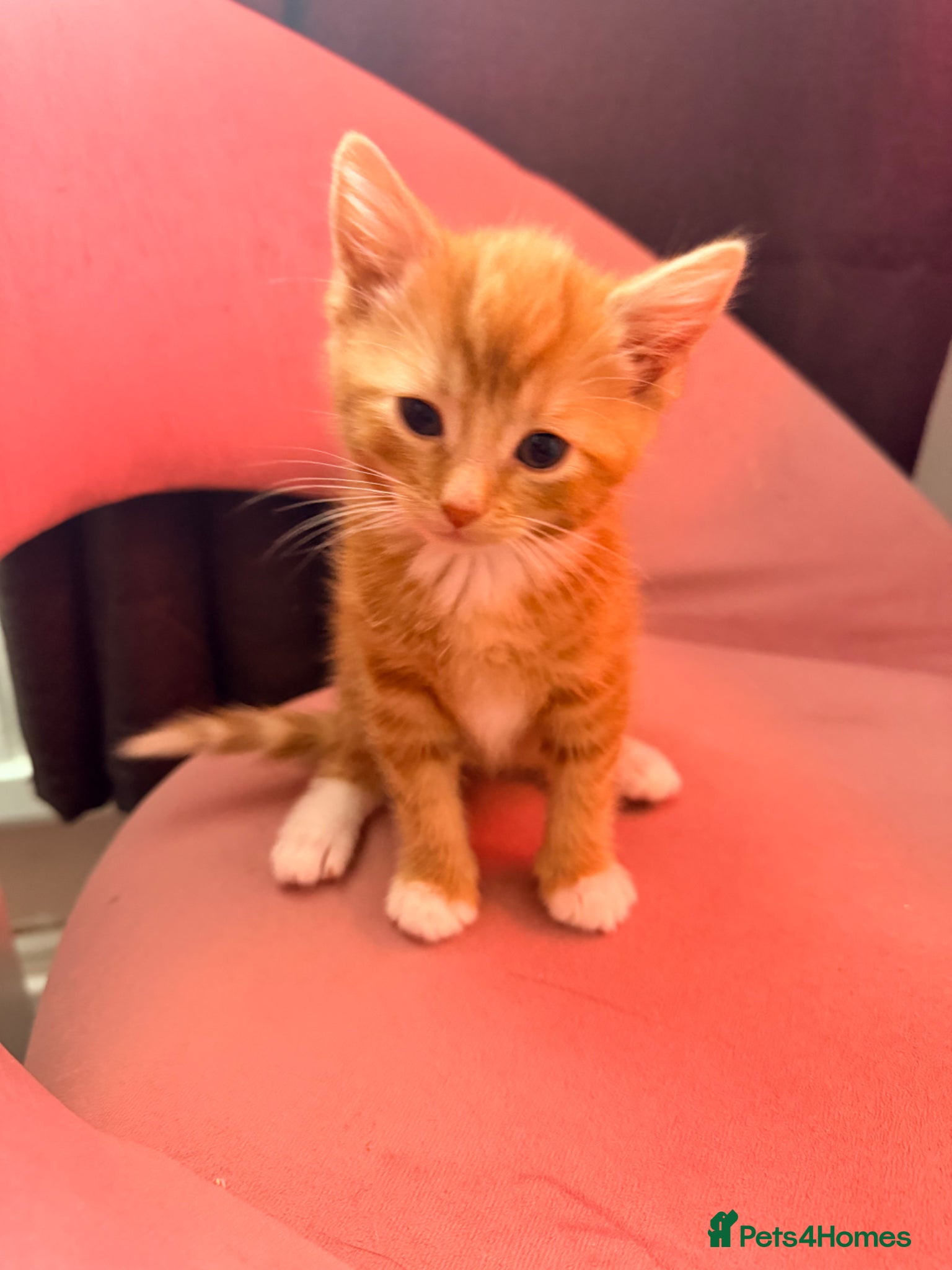 Mixed Breed cats Beautiful kittens ready now  - Advert 2