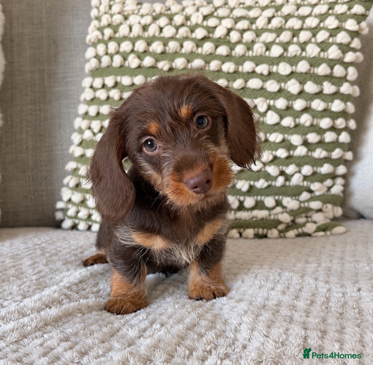 Dachshund dogs for sale: CHOC/TAN GIRL  - Wire haired miniature dachsunds - Advert 1