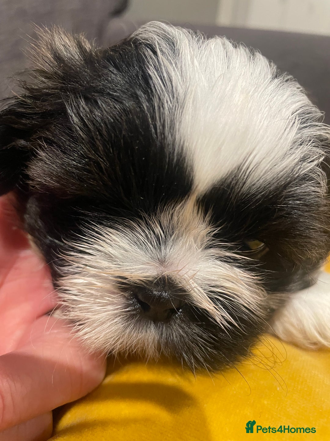 Shih Tzu dogs for sale: Adorable Imperial Shih Tzu Puppies - Advert 22