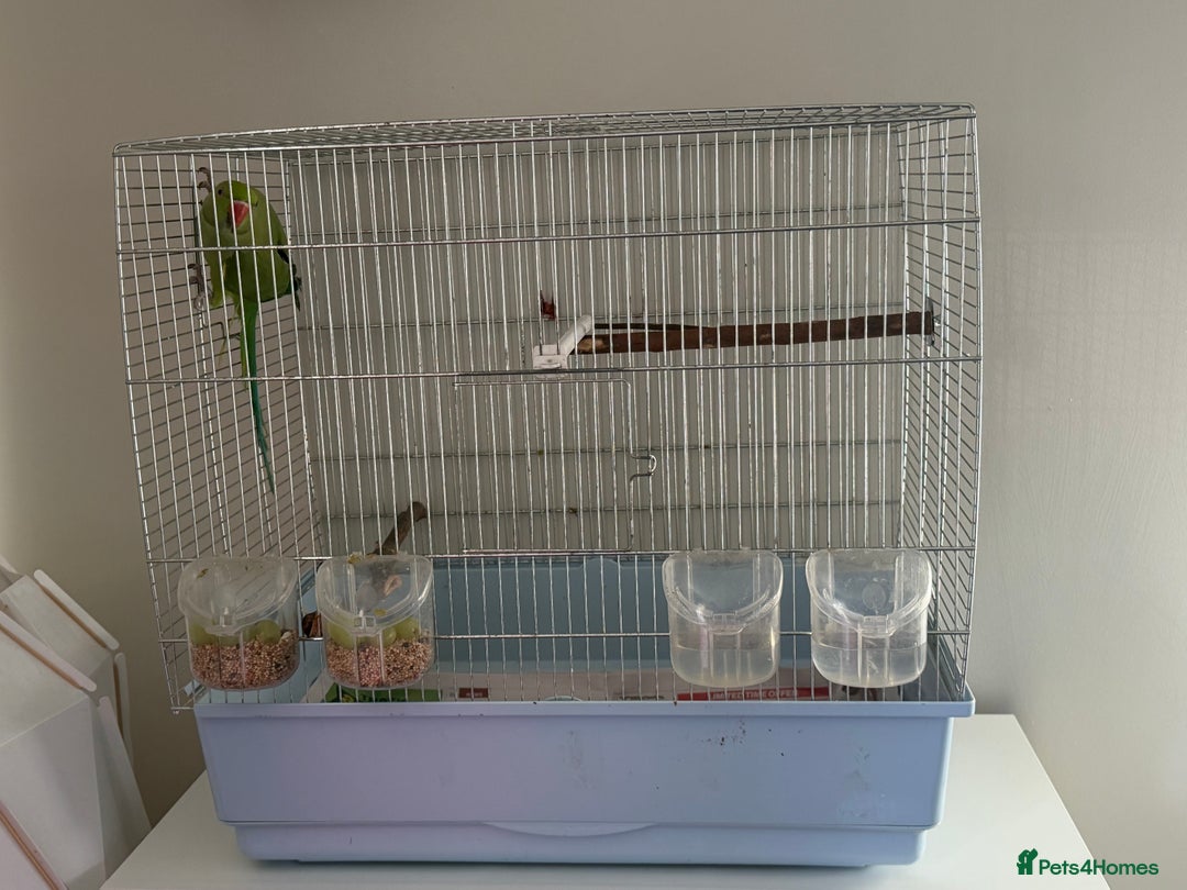 Ringnecks birds for sale: Green ring neck  - Advert 2