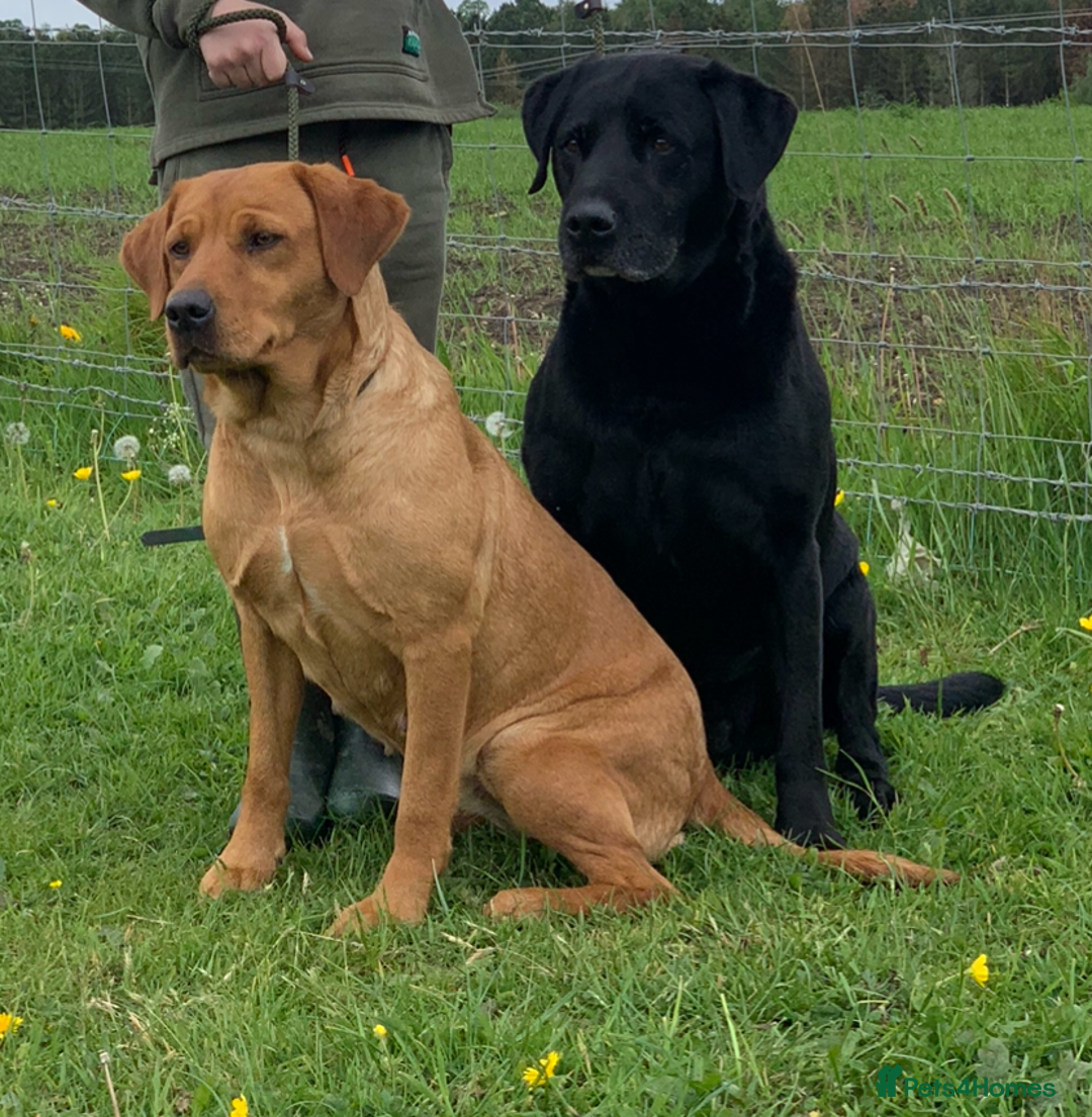 Labrador Retriever dogs for stud: Black labrador working for STUD - Advert 4
