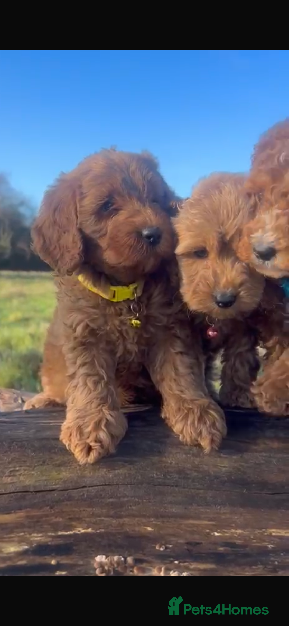 Cockapoo dogs Cockapoos - Advert 15